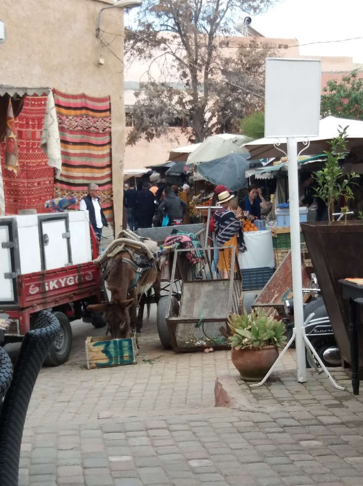 Donkey in Marrakech, Morocco