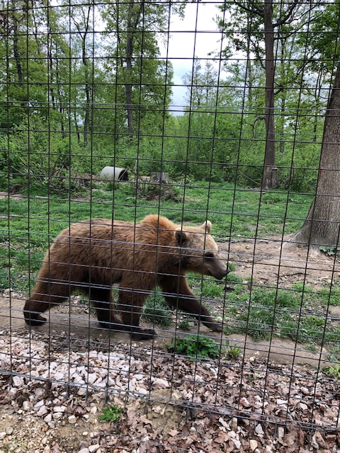 Bear at Libearty Bear Sanctuary in Zarnesti, Romania